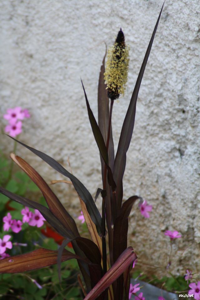 Pennisetum Purple majesty 